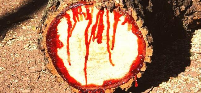 شجرة تنزف الدمّ عند قطعها