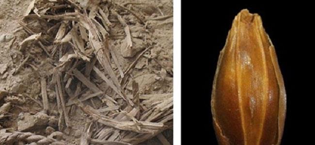 العثور على بذور قمح عمرها 3 آلاف عام